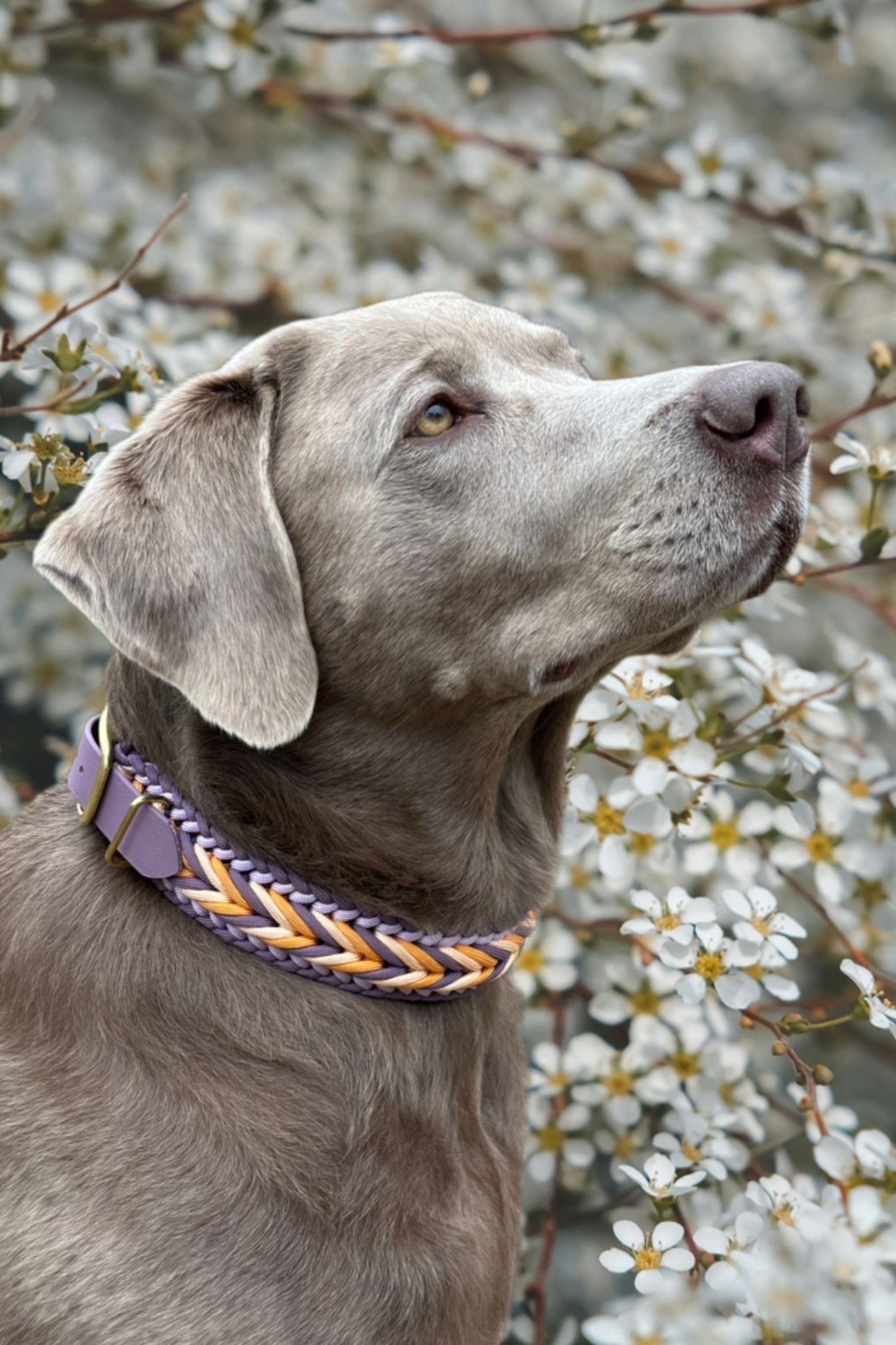 Individuelle Halsbänder