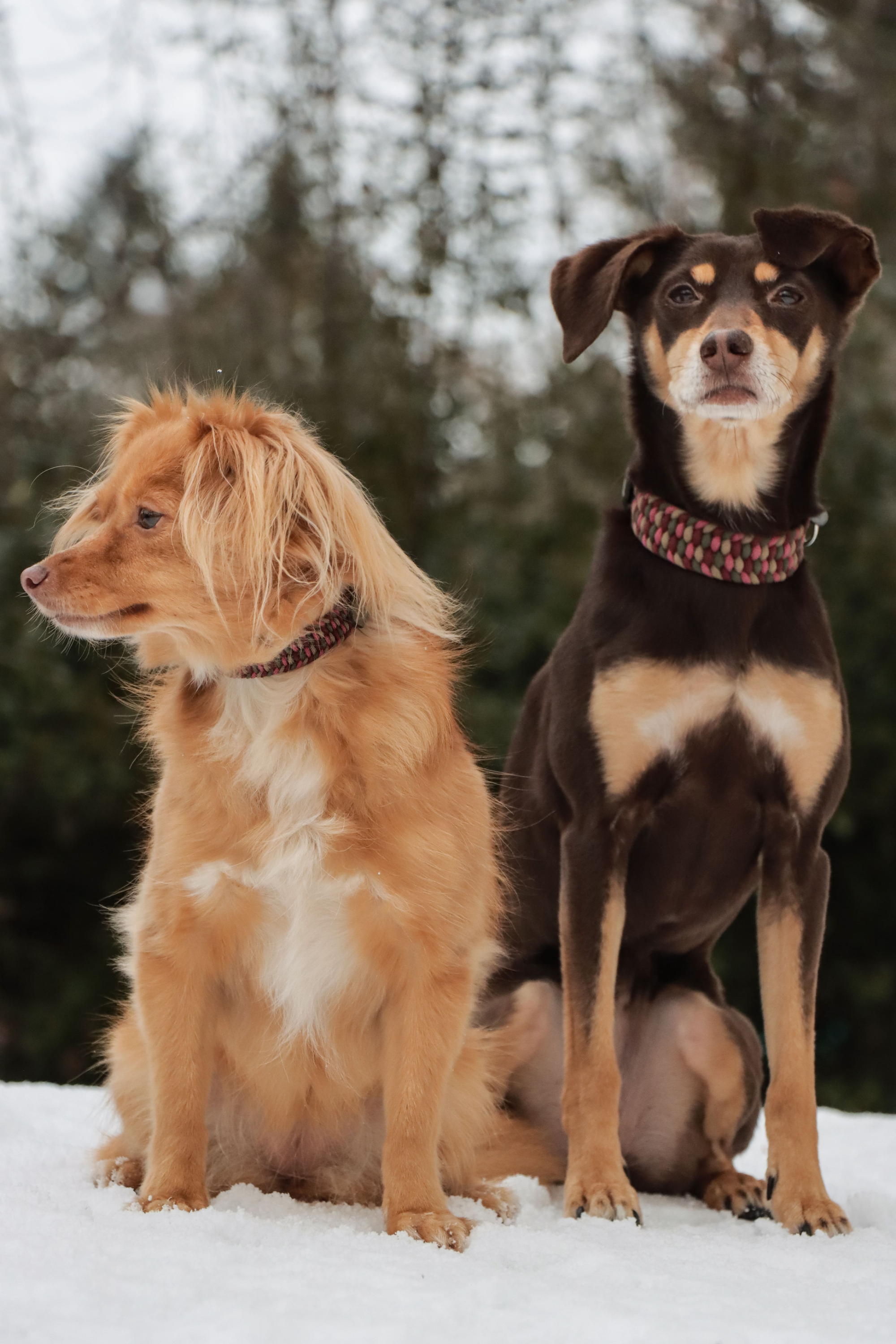 Individuelle Halsbänder