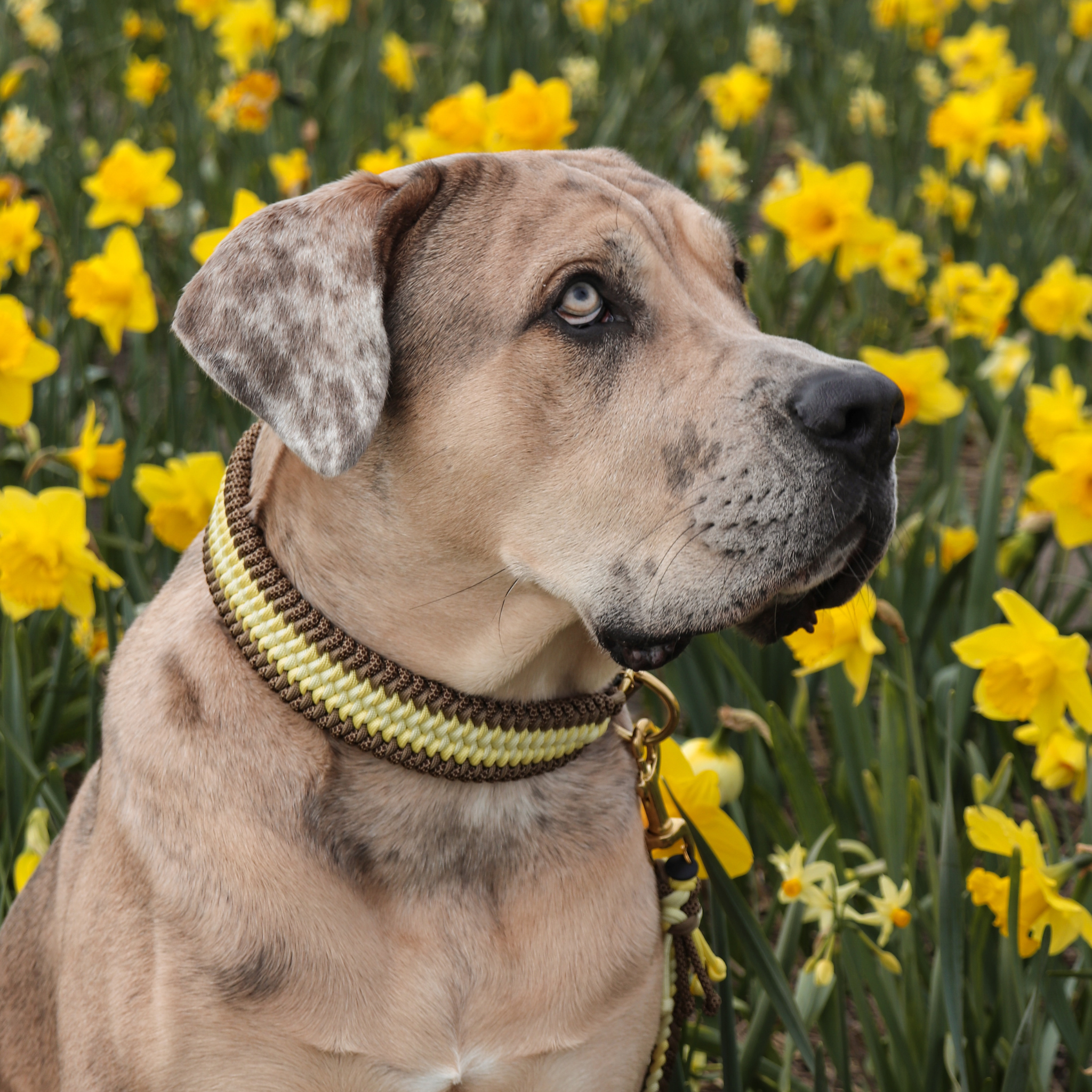 Bonez Buttercup Blossom