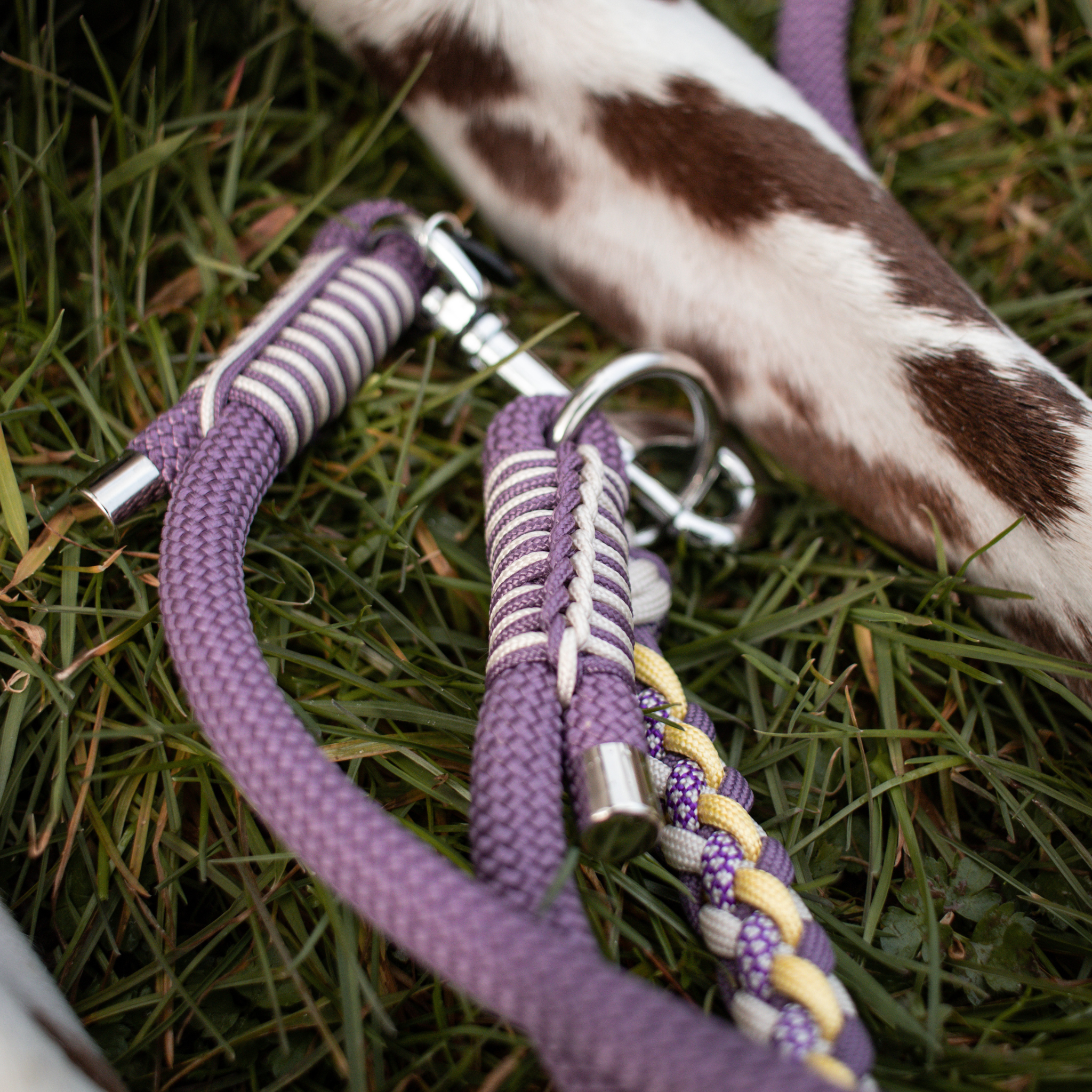 Paracord/Tau Leine in Lila und Gelb
